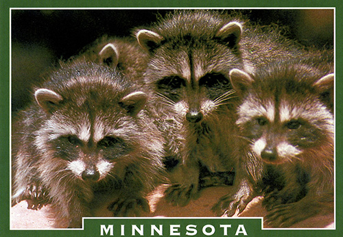 140 MN Raccoon Postcard